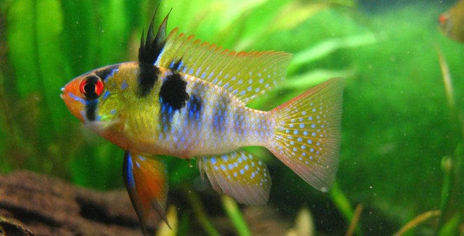 Easiest Fish to Breed - Blue Ram