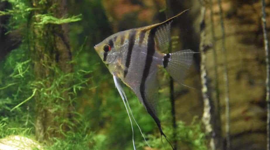 Easiest Fish to Breed - Angelfish