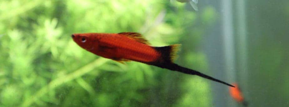Easiest Fish to Breed - Swordtail