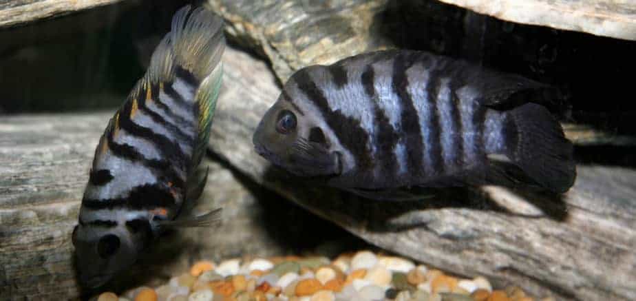 Easiest Fish to Breed - Cichlids
