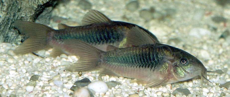 Easiest Fish to Breed - Corydoras 