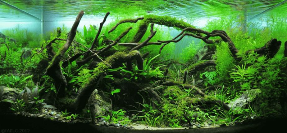 Top 5 Aquarium Plants That Will Grow on Wood and Rocks – Aquarium Genius Moss On Rocks In Aquarium