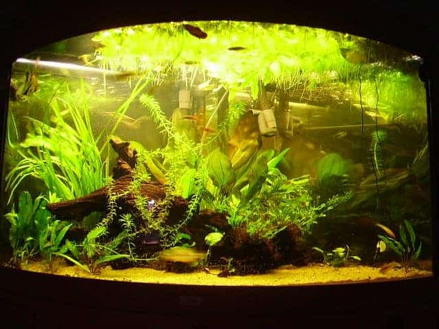 planted tank with many floating plants freshwater with curved glass