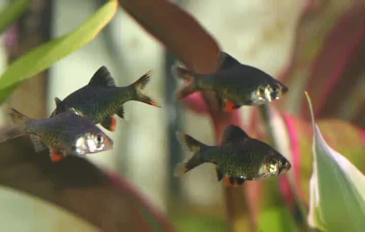 four green tiger barbs in school aquarium fish