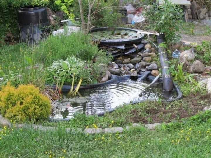 garden pond surrounded by grass and rocks