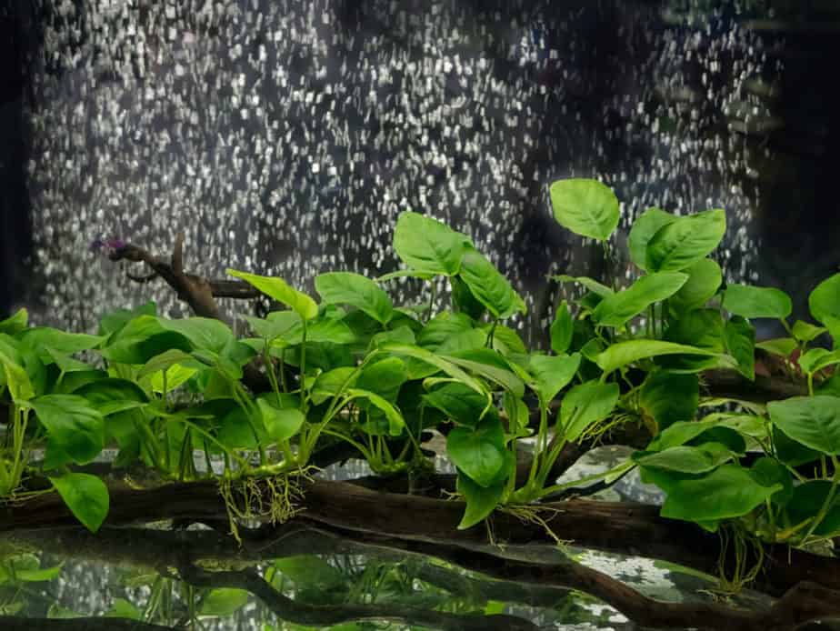 Best Aquarium Plants for Goldfish