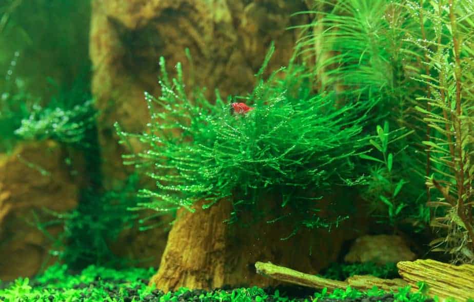 make a shrimp hide out in your planted tank
