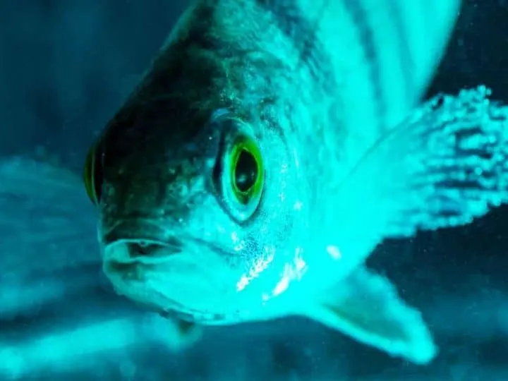 Fish perch swims in the aquarium in blue light