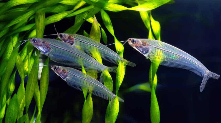 Flock of glass catfish in aquarium