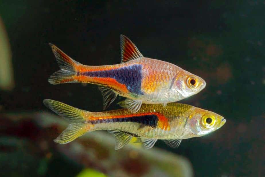 Top 11 Popular & Easy Schooling Fish For Aquarium Beginners – Aquarium