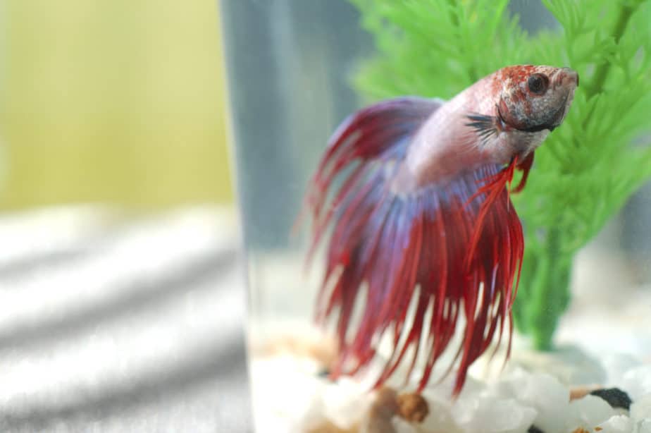 Can Betta Fish Eat Goldfish Food or Not (Quick Answer ...