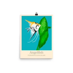 Angelfish Poster (12" x 16")