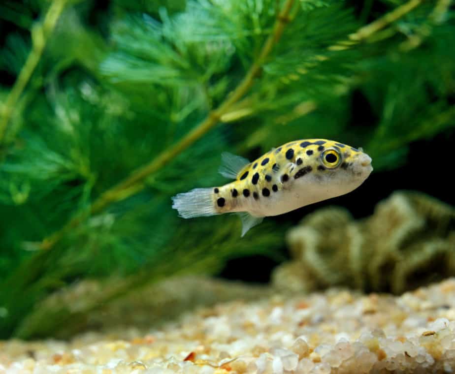 What Aquarium Fish Eat Snails to Remove Tiny Pest Snails ...