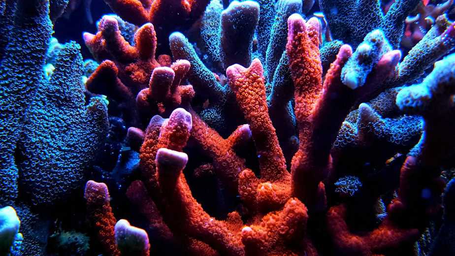 3 Types of Corals for Your Reef Tank (Soft, SPS and LPS) – Aquarium Genius
