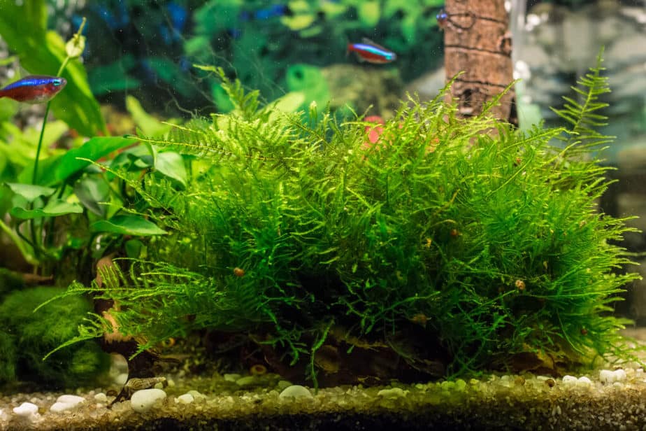 Aquarium Plants That Will Grow on Wood