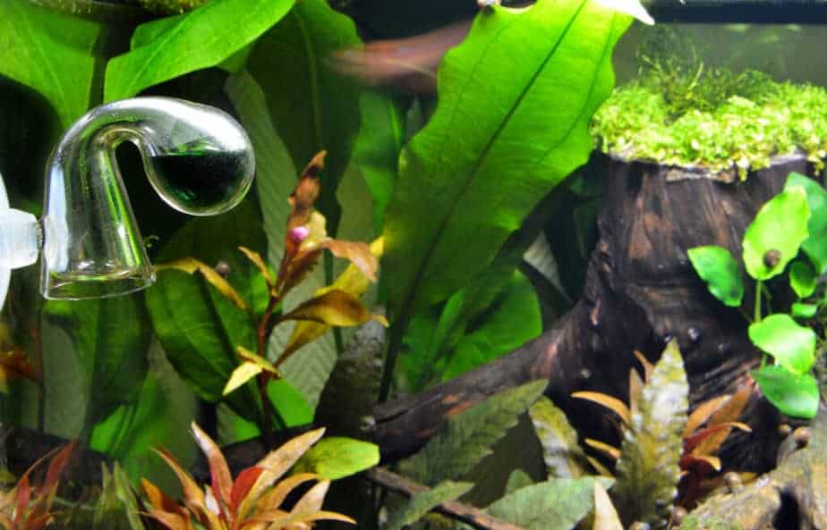 How To Set Up a Basic CO2 System in a Planted Tank (Guide) – Aquarium