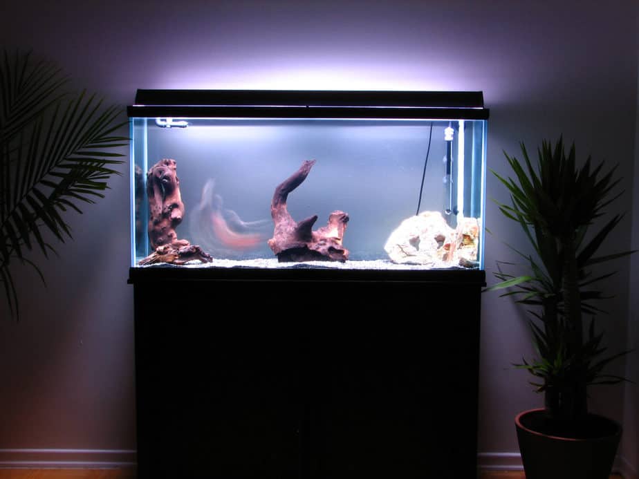 This Is How Much a Fish Tank Costs to Buy and Maintain – Aquarium Genius