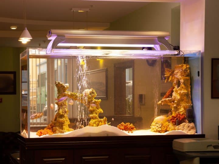 aquarium with fish with glowing yellow light lamp on top in dark room