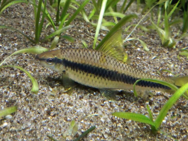 siamese algae eater in aquarium with sand substrate and plant