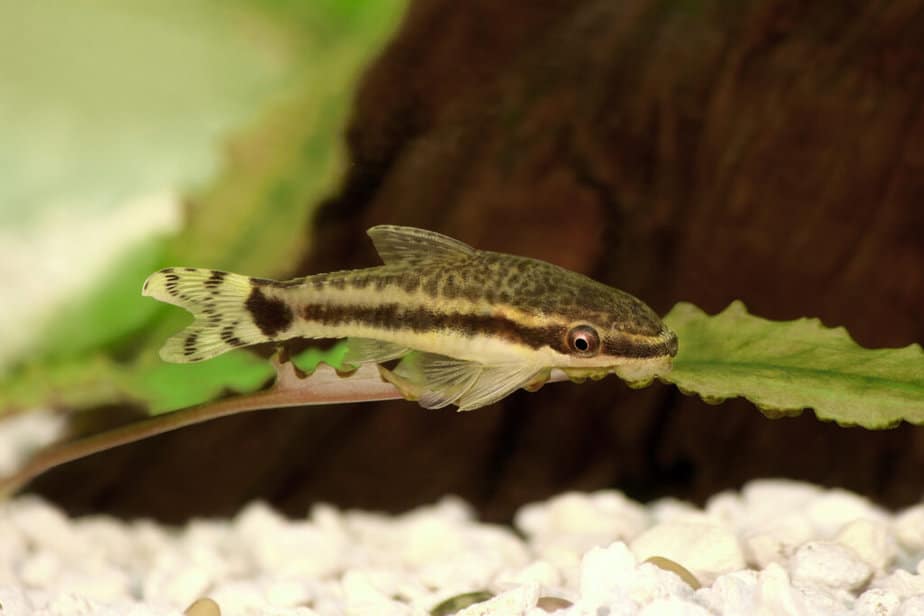 Catfish Oto Dwarf Suckermouth otocinclus vittatus algae eater aquarium fish freshwater